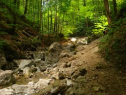 2013-07-20_Regina-F-Rau_Kochel-Rabenkopf (077).JPG